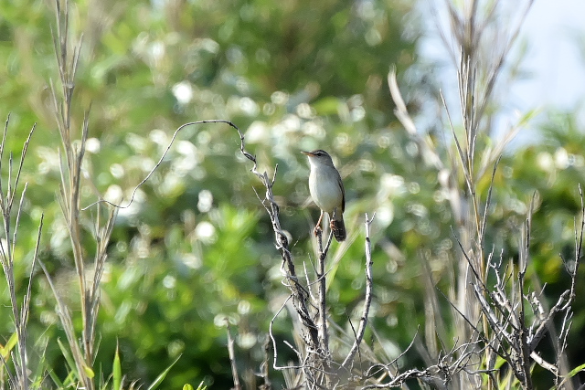 �E�`���}�Z���j���E