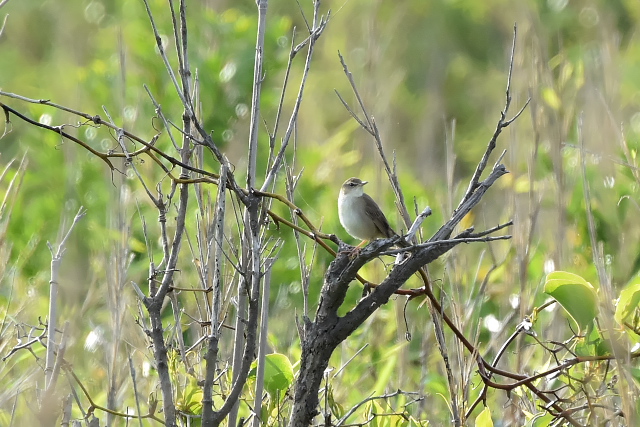 �E�`���}�Z���j���E