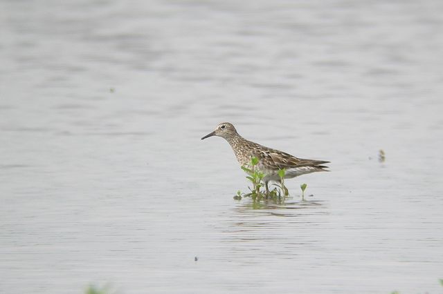 �E�Y���V�M