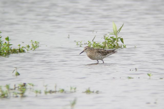 �E�Y���V�M