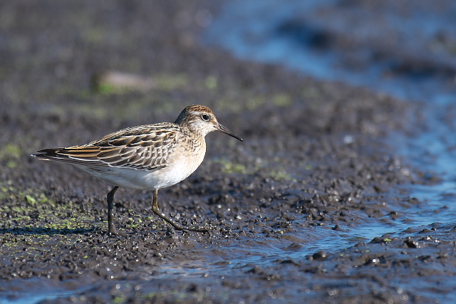 �E�Y���V�M