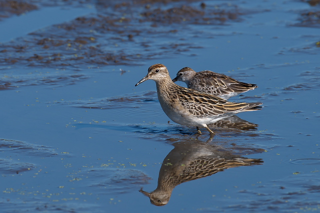 ��O�E�Y���V�M�@���q�o���V�M