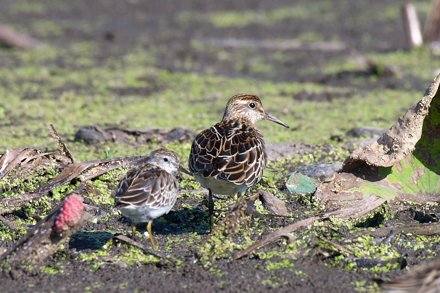 �E�E�Y���V�M�@���q�o���V�M