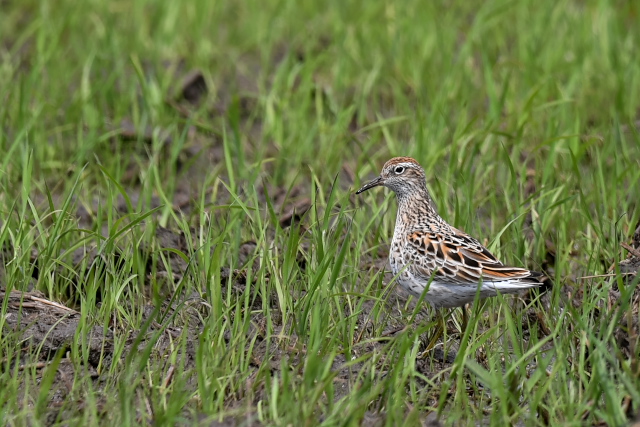 �E�Y���V�M