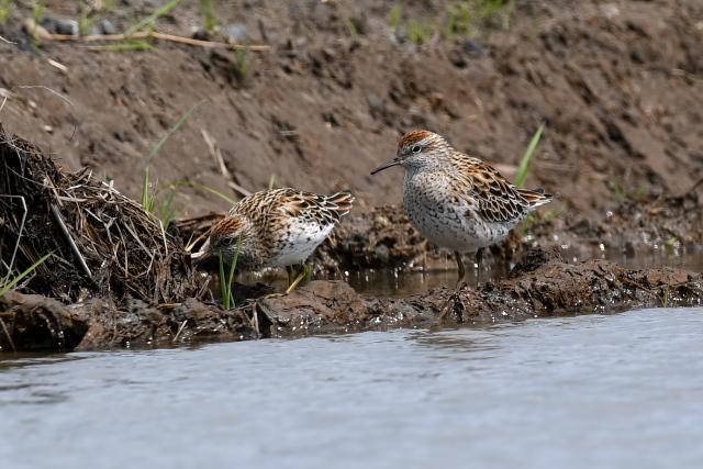 �E�Y���V�M