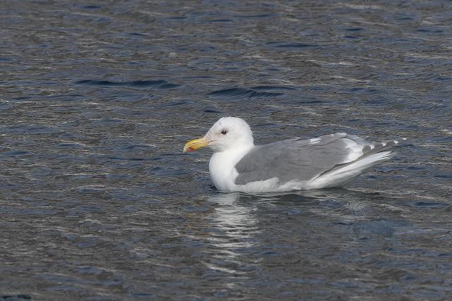 ���V�J����