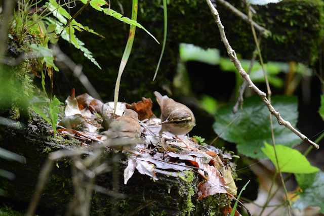 ���u�T��