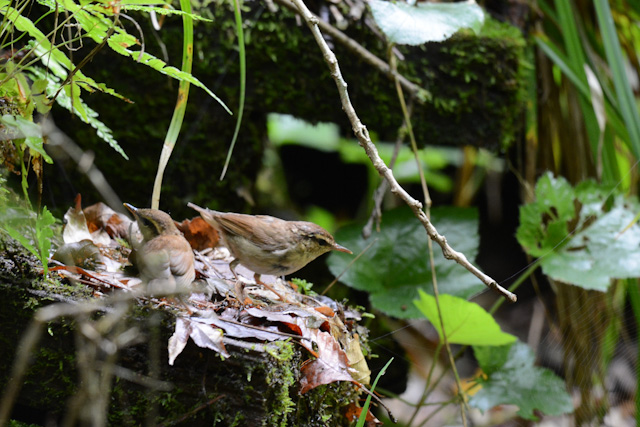 ���u�T��