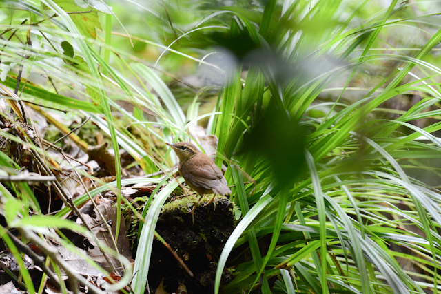 ���u�T��