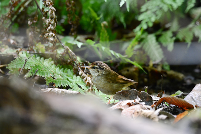 ���u�T��