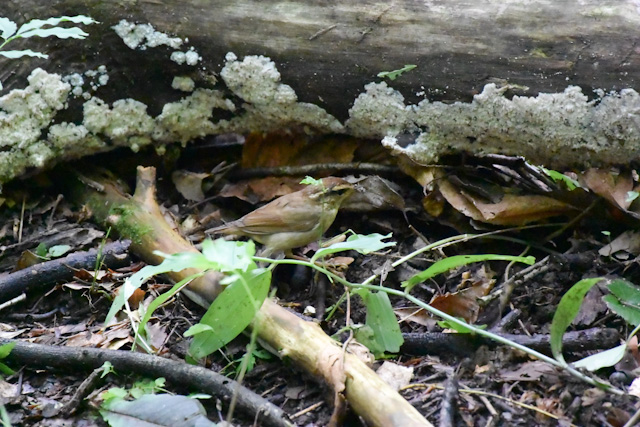 ���u�T��