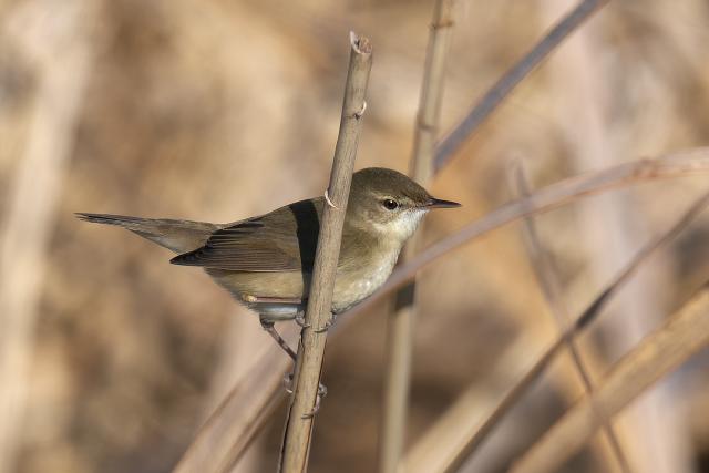 ���u���V�L��