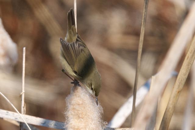 ���u���V�L��