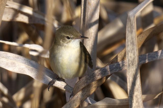 ���u���V�L��