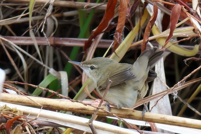 ���u���V�L��