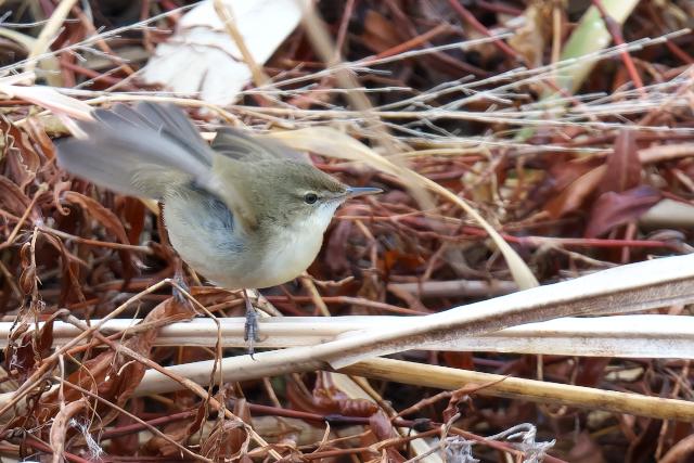 ���u���V�L��