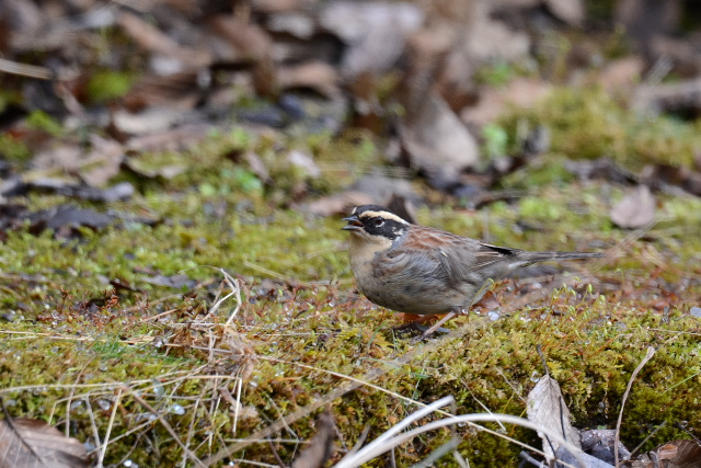 ���}�q�o��