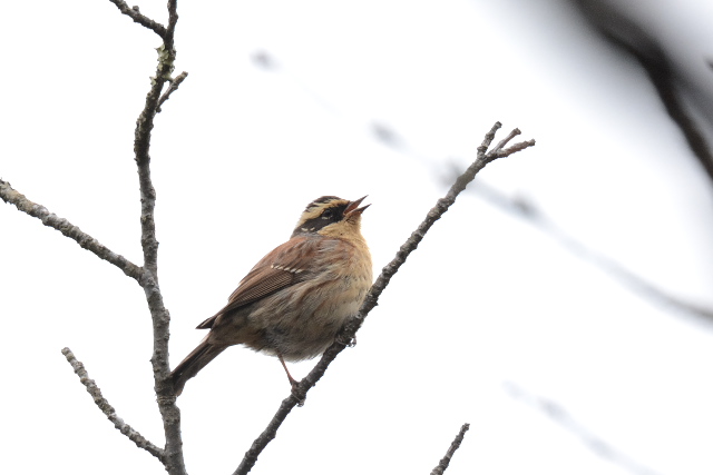 ���}�q�o��