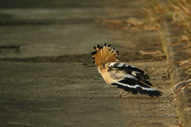 ���c�K�V��