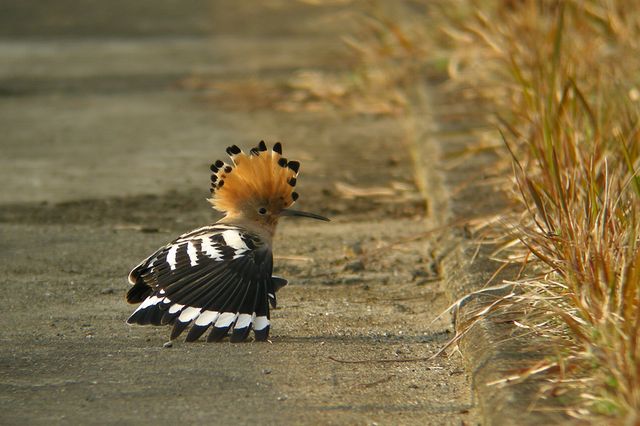 ���c�K�V��