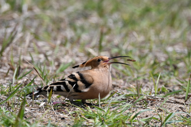 ���c�K�V��