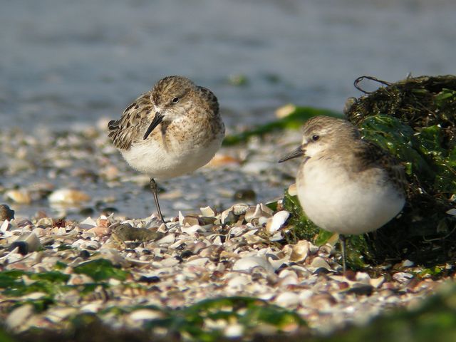 ���[���b�p�g�E�l��