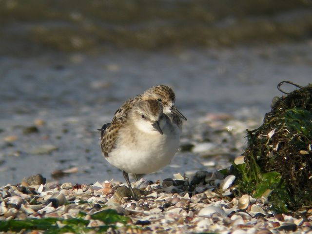 ���[���b�p�g�E�l��