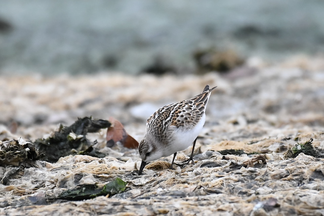 ���[���b�p�g�E�l��