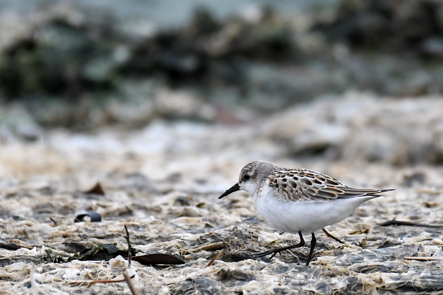 ���[���b�p�g�E�l��