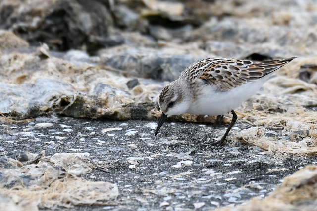 ���[���b�p�g�E�l��