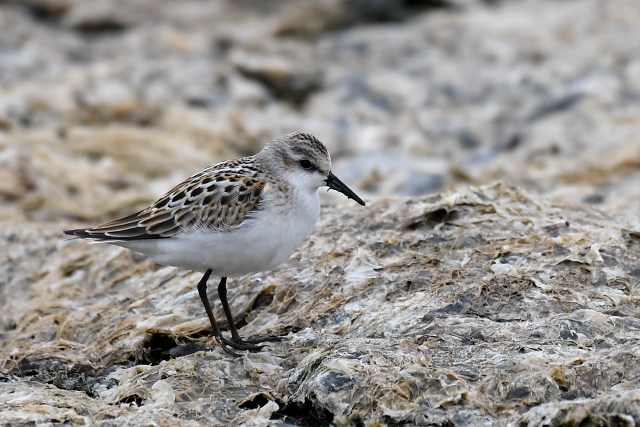 ���[���b�p�g�E�l��