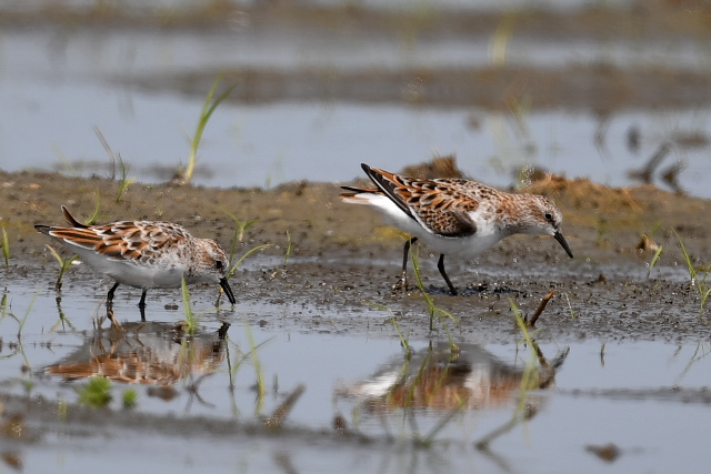 ���[���b�p�g�E�l��