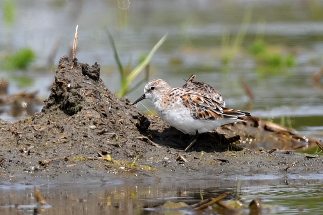 ���[���b�p�g�E�l��