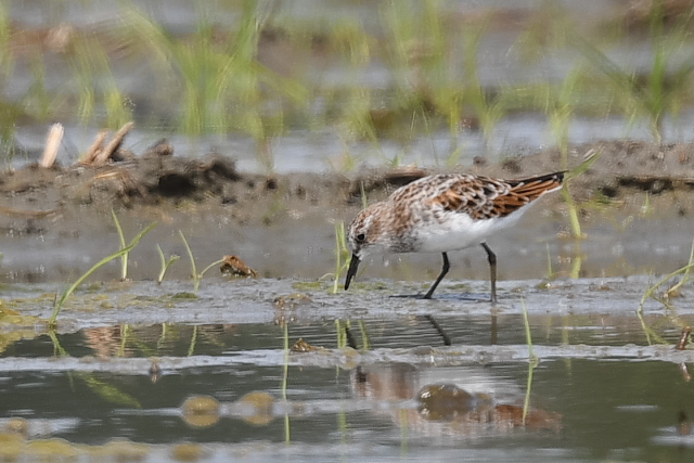 ���[���b�p�g�E�l��