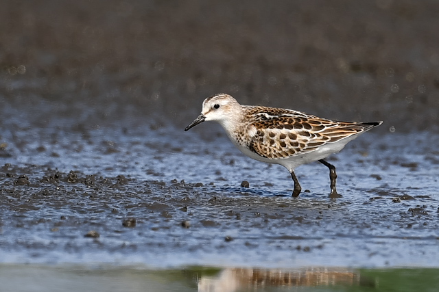 ���[���b�p�g�E�l���@�c�H