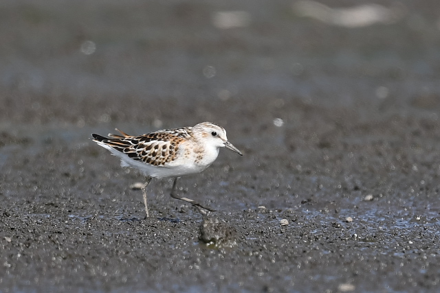 ���[���b�p�g�E�l���@�c�H