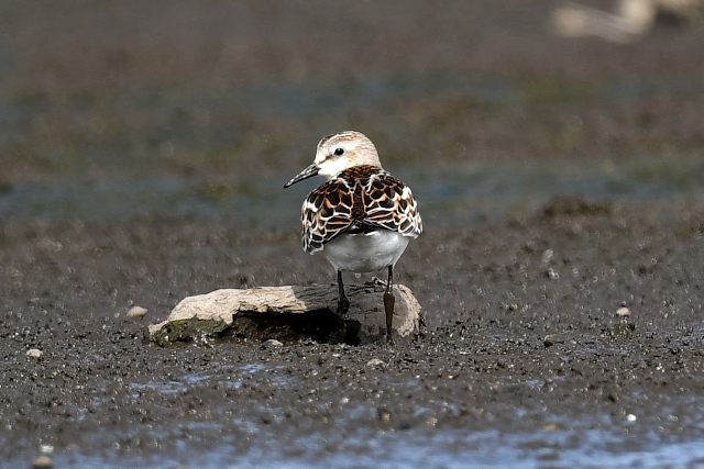 ���[���b�p�g�E�l���@�c�H