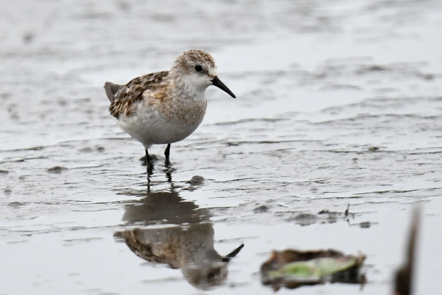 ���[���b�p�g�E�l��