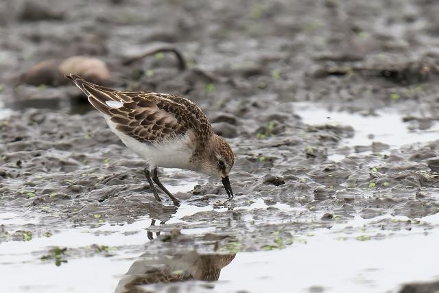 ���[���b�p�g�E�l��