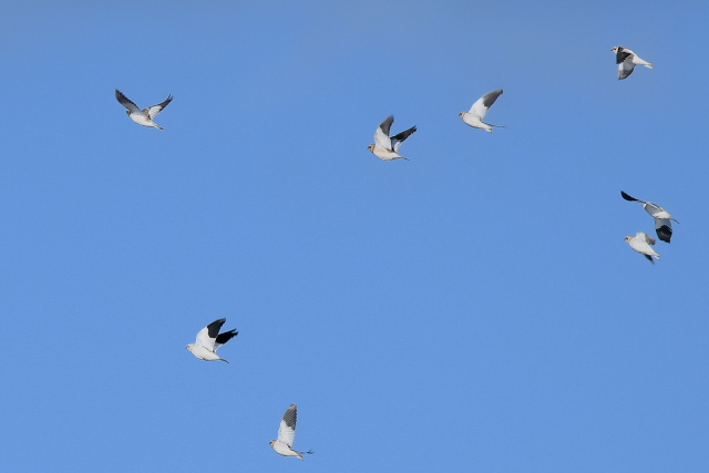 ���L�z�I�W��