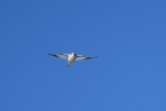 ���L�z�I�W��