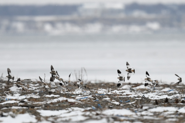 ���L�z�I�W��