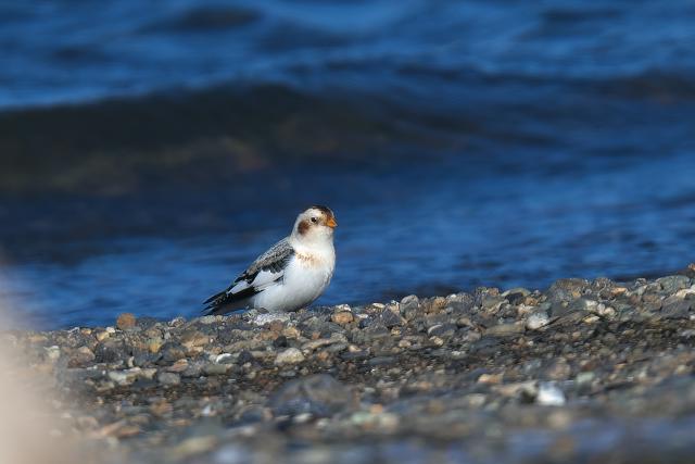 ���L�z�I�W��