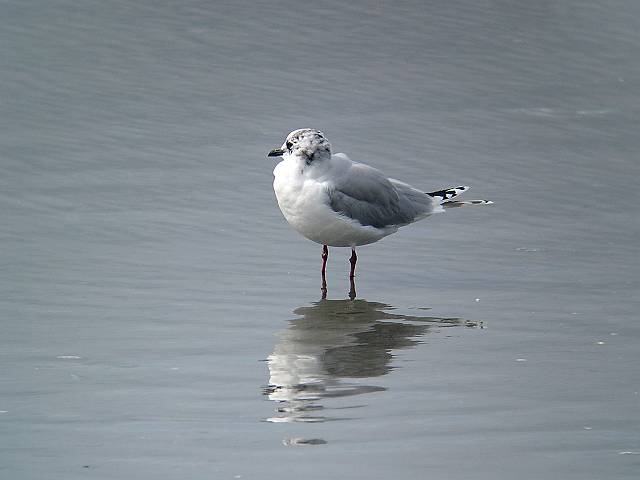 �Y�O���J����