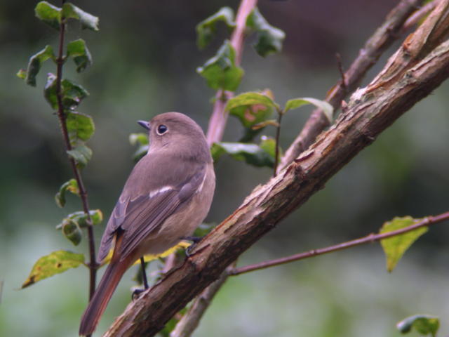 �W���E�r�^�L