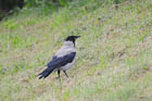 �n�C�C���K���X(Hooded Crow)
