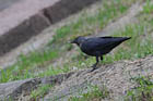 �j�V�R�N�}���K���X(Jackdaw)