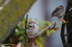 �C�G�X�Y��(House Sparrow)