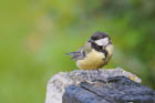 �V�W���E�J��(Great Tit)