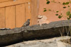 �N���W���E�r�^�L(Black Redstart)